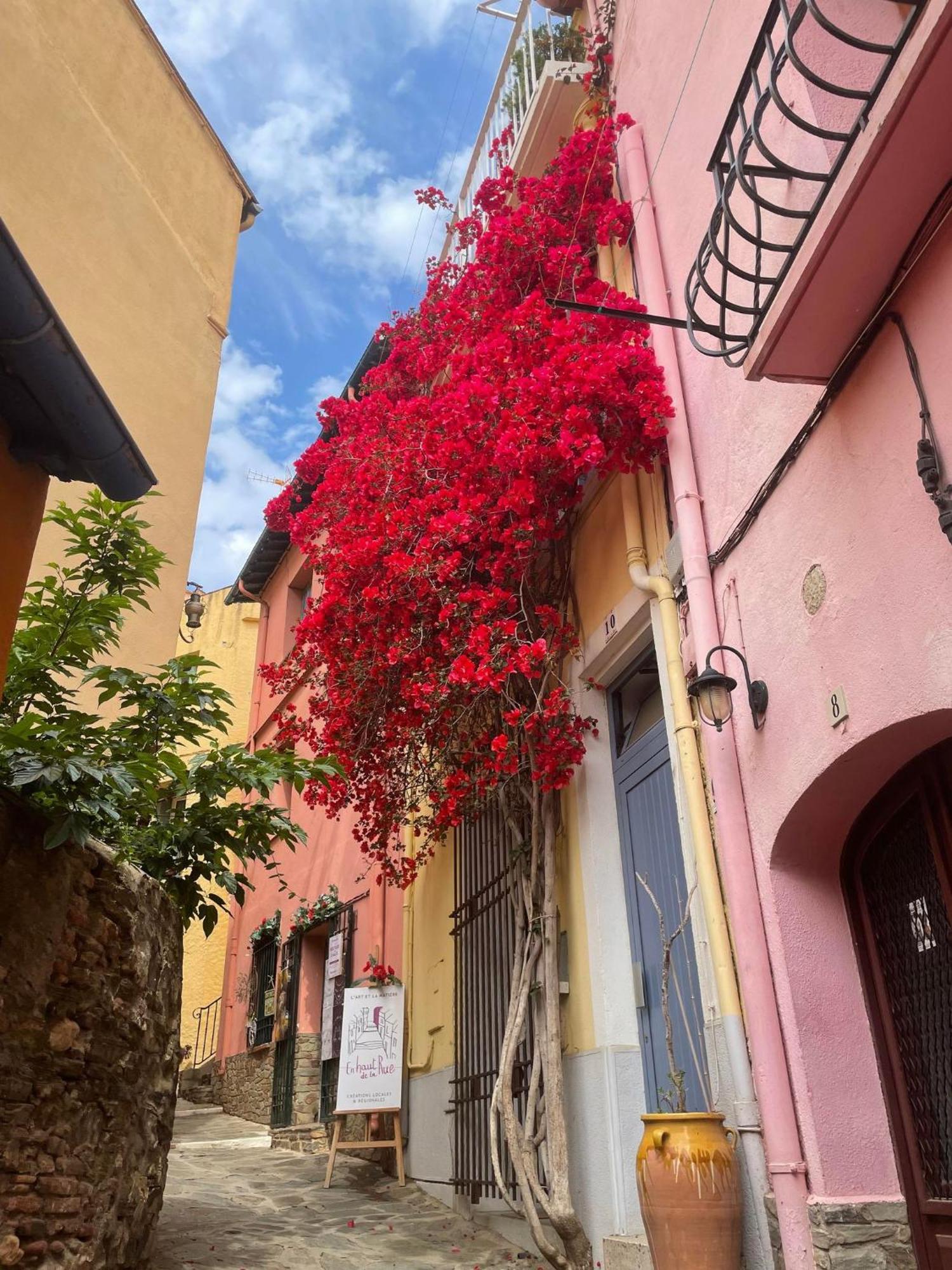 Residence L'Alzine 6Alz8 Collioure Esterno foto